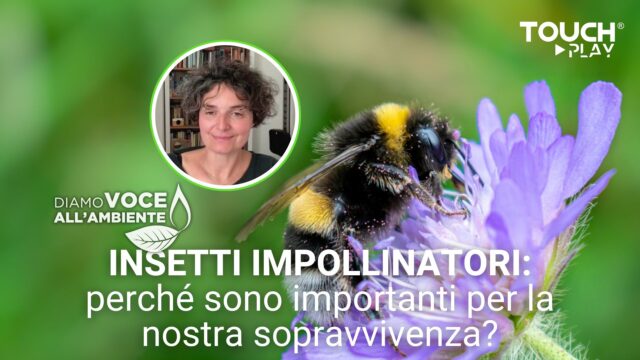 Insetti impollinatori: perché sono importanti per la nostra sopravvivenza?