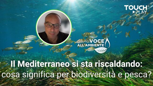 Il Mediterraneo si sta riscaldando: cosa significa per biodiversità e pesca?