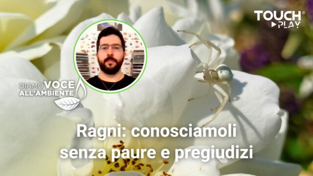 Ragni: conosciamoli senza paure e pregiudizi